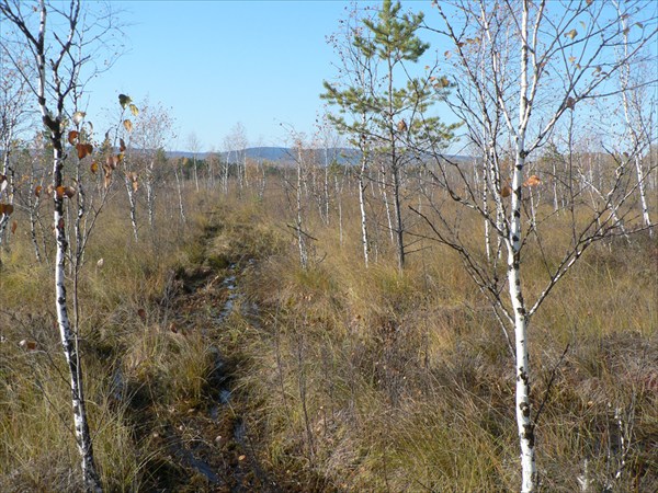 Судомойские болота на реке Онот.